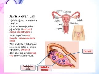  ANATOMIJA Endokrini sistem