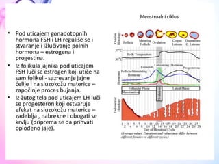  ANATOMIJA Endokrini sistem