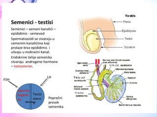  ANATOMIJA Endokrini sistem