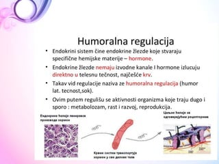  ANATOMIJA Endokrini sistem