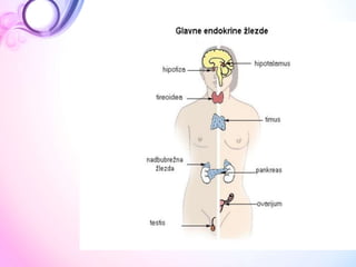  ANATOMIJA Endokrini sistem