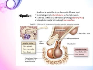  ANATOMIJA Endokrini sistem