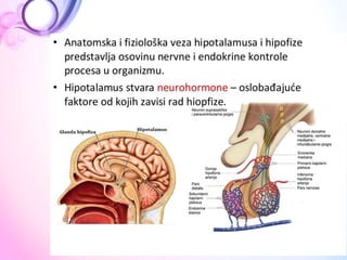  ANATOMIJA Endokrini sistem