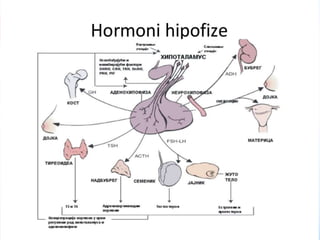  ANATOMIJA Endokrini sistem