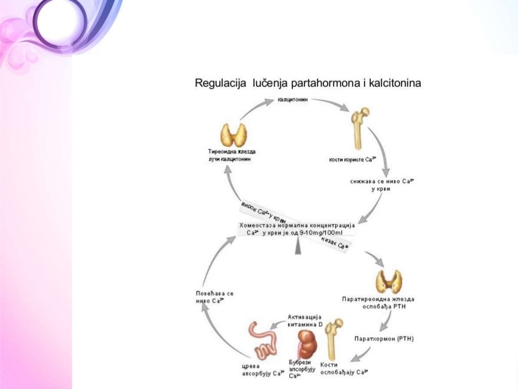 ANATOMIJA Endokrini sistem