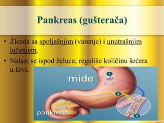 Pankreas (gušterača)
• Žlezda sa spoljašnjim (varenje) i unutrašnjim
lučenjem.
• Nalazi se ispod želuca; reguliše količinu šećera
u krvi.
 