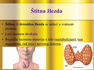 Štitna žlezda
• Štitna ili tireoidna žlezda se nalazi u vratnom
predelu.
• Luči hormon tiroksin.
• Reguliše razmenu materija u telu (metabolizam), rast
organizma, rad srca i nervnog sistema.
 