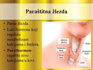 Paraštitna žlezda
• Parna žlezda.
• Luči hormone koji
regulišu
metabolizam
kalcijuma i fosfora.
• Parathormon-
reguliše nivo
kalcijuma u krvi.
 