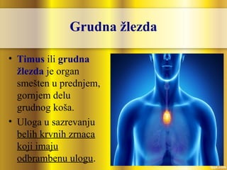 Grudna žlezda
• Timus ili grudna
žlezda je organ
smešten u prednjem,
gornjem delu
grudnog koša.
• Uloga u sazrevanju
belih krvnih zrnaca
koji imaju
odbrambenu ulogu.
 