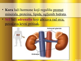 • Kora luči hormone koji regulišu promet
minerala, proteina, lipida, ugljenih hidrata.
• Srž luči adrenalin koji ubrzava rad srca,
povećava krvni pritisak.
 