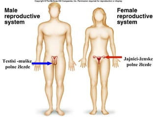 Testisi -muške
polne žlezde
Jajnici-ženske
polne žlezde
 