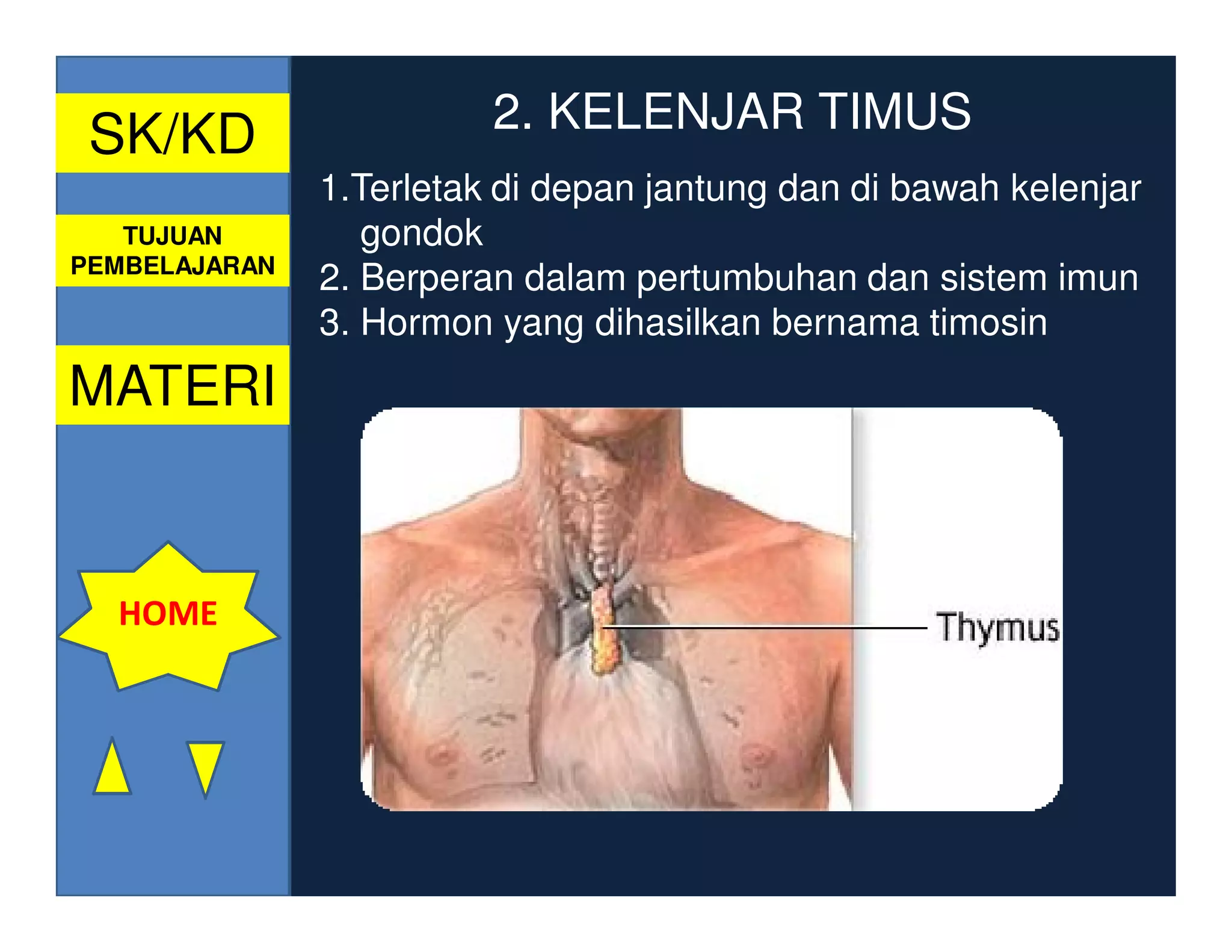 SK/KD                   2. KELENJAR TIMUS
               1.Terletak di depan jantung dan di bawah kelenjar
   TUJUAN         gondok
PEMBELAJARAN
               2. Berperan dalam pertumbuhan dan sistem imun
               3. Hormon yang dihasilkan bernama timosin
MATERI


  HOME
 