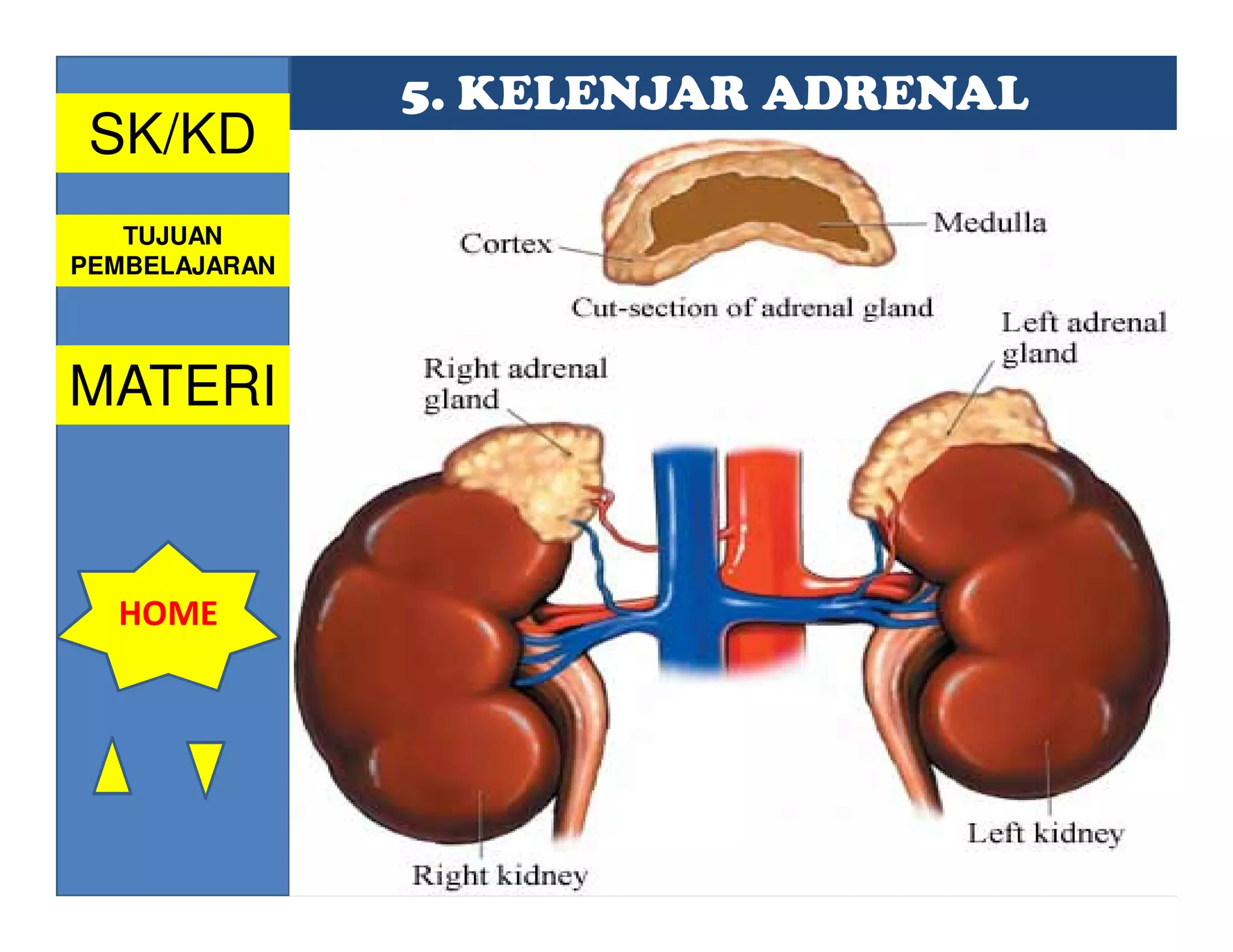 5. KELENJAR ADRENAL
 SK/KD
   TUJUAN
PEMBELAJARAN




MATERI


  HOME
 