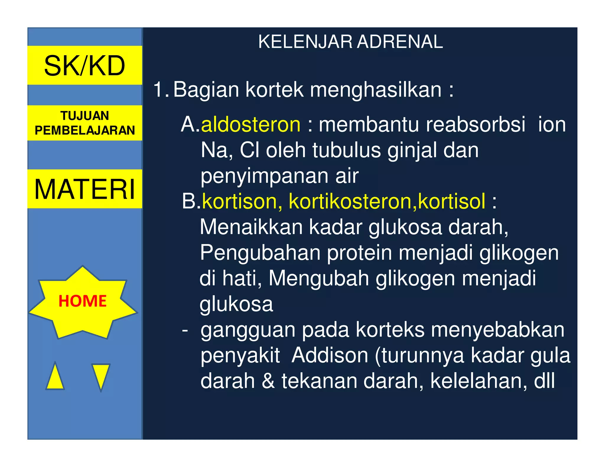 KELENJAR ADRENAL
 SK/KD
               1. Bagian kortek menghasilkan :
   TUJUAN
PEMBELAJARAN     A.aldosteron : membantu reabsorbsi ion
                   Na, Cl oleh tubulus ginjal dan
                   penyimpanan air
MATERI           B.kortison, kortikosteron,kortisol :
                   Menaikkan kadar glukosa darah,
                   Pengubahan protein menjadi glikogen
                   di hati, Mengubah glikogen menjadi
  HOME             glukosa
                 - gangguan pada korteks menyebabkan
                   penyakit Addison (turunnya kadar gula
                   darah & tekanan darah, kelelahan, dll
 