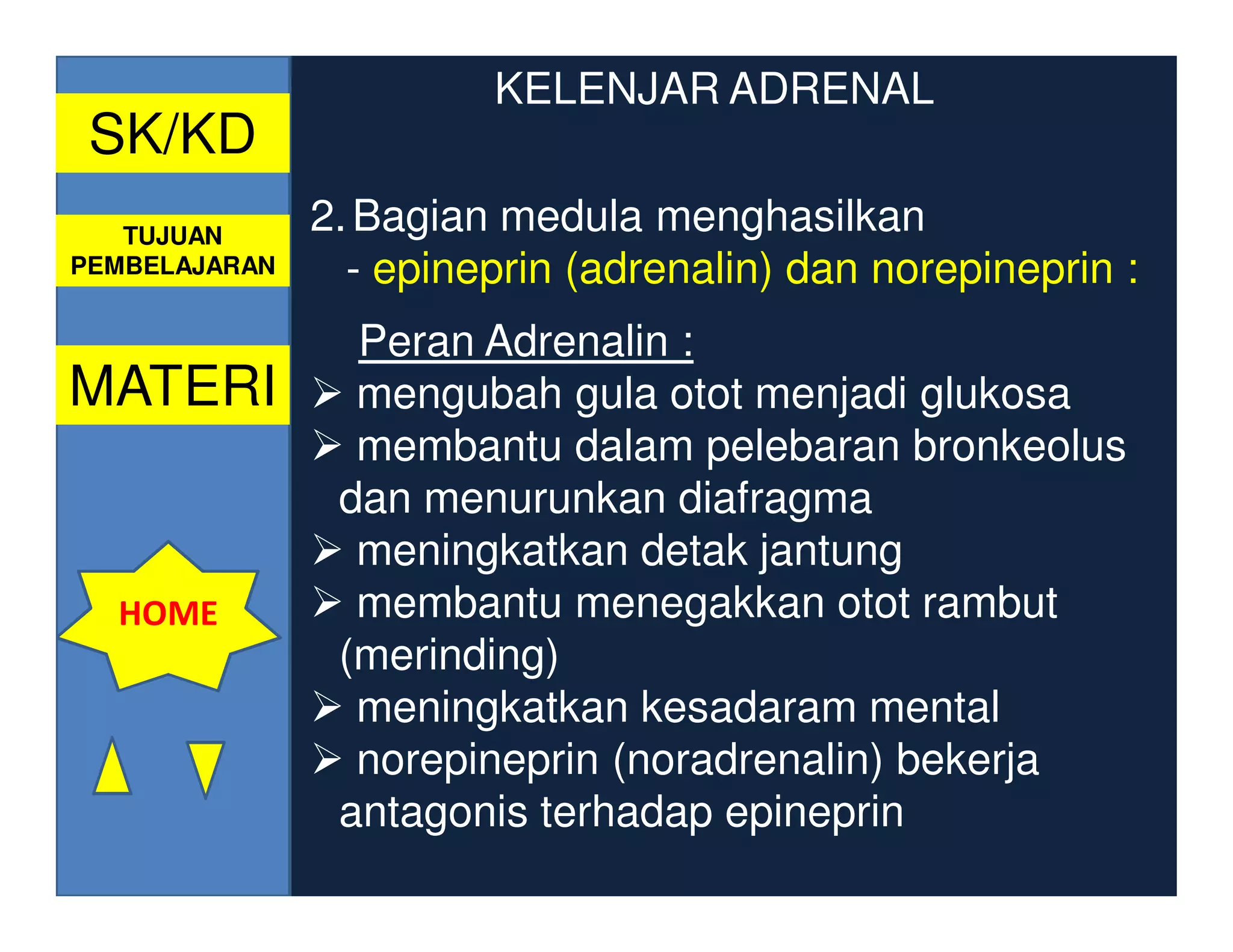 KELENJAR ADRENAL
 SK/KD
   TUJUAN
               2. Bagian medula menghasilkan
PEMBELAJARAN     - epineprin (adrenalin) dan norepineprin :
                 Peran Adrenalin :
MATERI           mengubah gula otot menjadi glukosa
                 membantu dalam pelebaran bronkeolus
                dan menurunkan diafragma
                 meningkatkan detak jantung
  HOME           membantu menegakkan otot rambut
                (merinding)
                 meningkatkan kesadaram mental
                 norepineprin (noradrenalin) bekerja
                antagonis terhadap epineprin
 