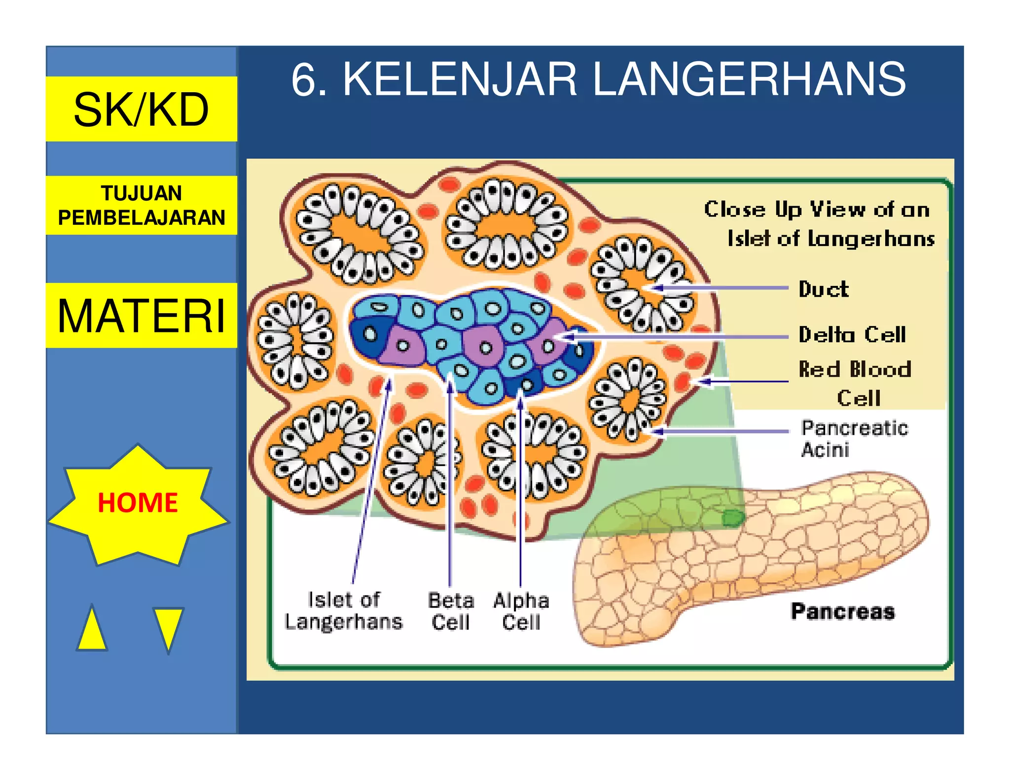 6. KELENJAR LANGERHANS
 SK/KD
   TUJUAN
PEMBELAJARAN




MATERI


  HOME
 