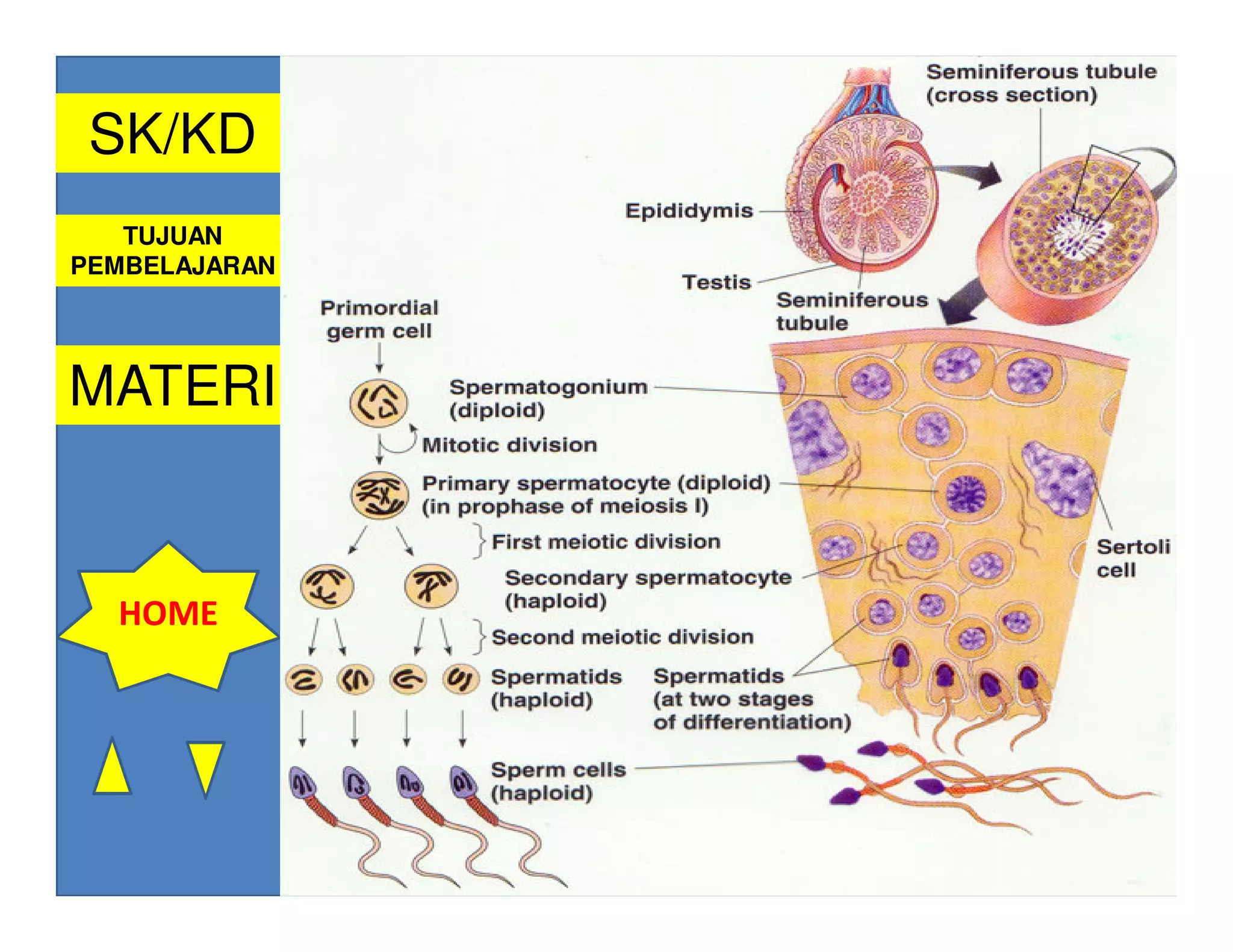 8. KELENJAR KELAMIN
 SK/KD         A. PRIA
   TUJUAN
                  TESTIS : Menghasilkan sel sperma
PEMBELAJARAN                (tubulus seminiferus) dan
                            hormon testosteron (sel
MATERI                     leydig)

               TESTOSTERON :
                 Menumbuhkan sifat sex sekunder
                 Mempengaruhi spermatogenesis
  HOME
                 Sekresi hormon dirangsang dari hipofisa
                 anterior (ICSH)
 