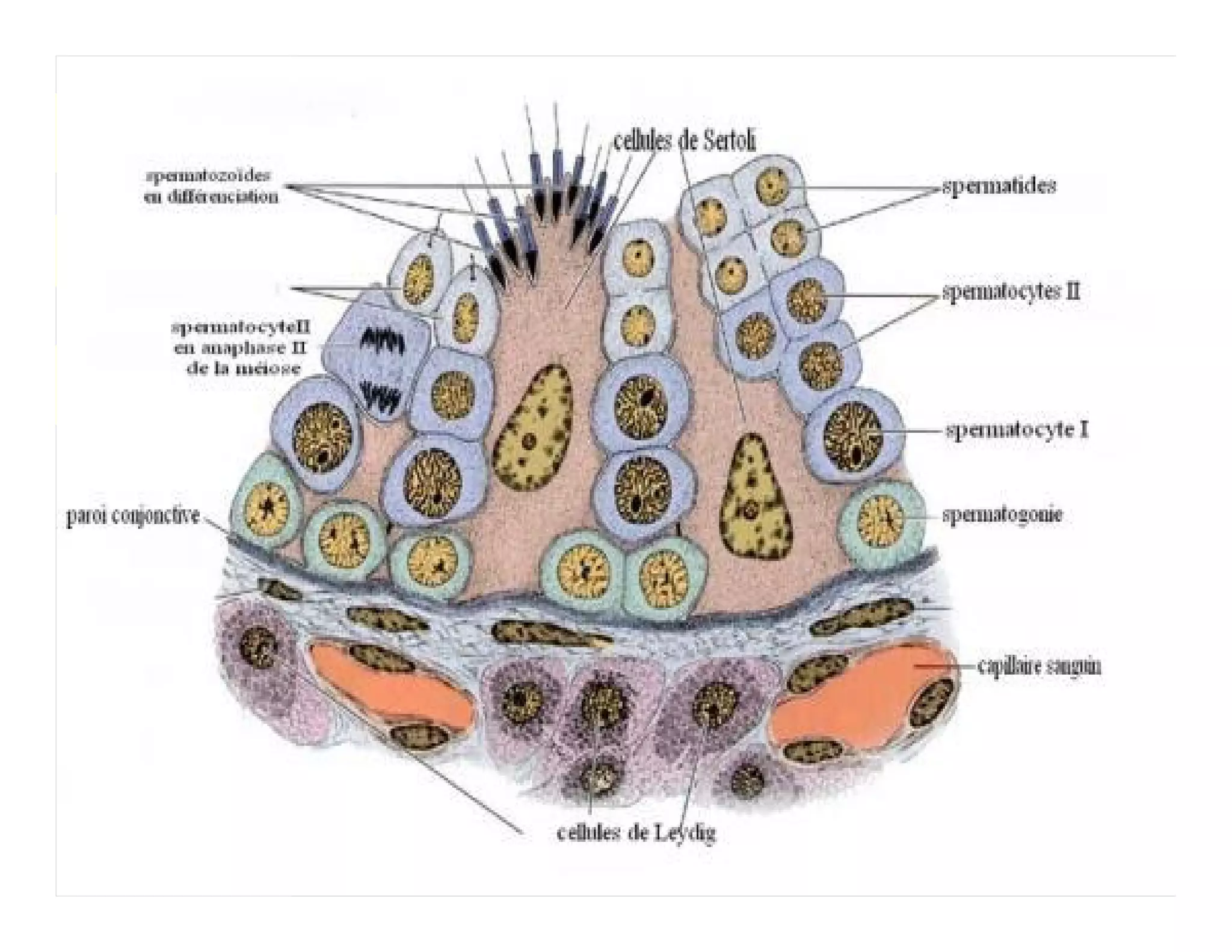 8. KELENJAR KELAMIN
 SK/KD         A. PRIA
   TUJUAN
                  TESTIS : Menghasilkan sel sperma
PEMBELAJARAN                (tubulus seminiferus) dan
                            hormon testosteron (sel
MATERI                     leydig)

               TESTOSTERON :
                 Menumbuhkan sifat sex sekunder
                 Mempengaruhi spermatogenesis
  HOME
                 Sekresi hormon dirangsang dari hipofisa
                 anterior (ICSH)
 