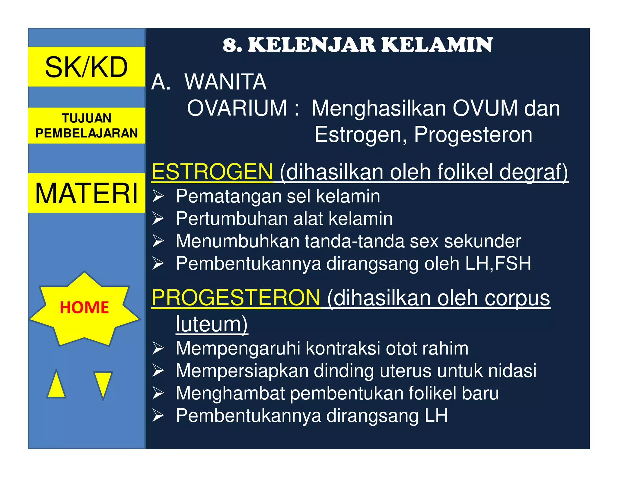 8. KELENJAR KELAMIN
 SK/KD         A. WANITA
   TUJUAN
                  OVARIUM : Menghasilkan OVUM dan
PEMBELAJARAN                Estrogen, Progesteron
               ESTROGEN (dihasilkan oleh folikel degraf)
MATERI           Pematangan sel kelamin
                 Pertumbuhan alat kelamin
                 Menumbuhkan tanda-tanda sex sekunder
                 Pembentukannya dirangsang oleh LH,FSH

  HOME         PROGESTERON (dihasilkan oleh corpus
                 luteum)
                 Mempengaruhi kontraksi otot rahim
                 Mempersiapkan dinding uterus untuk nidasi
                 Menghambat pembentukan folikel baru
                 Pembentukannya dirangsang LH
 