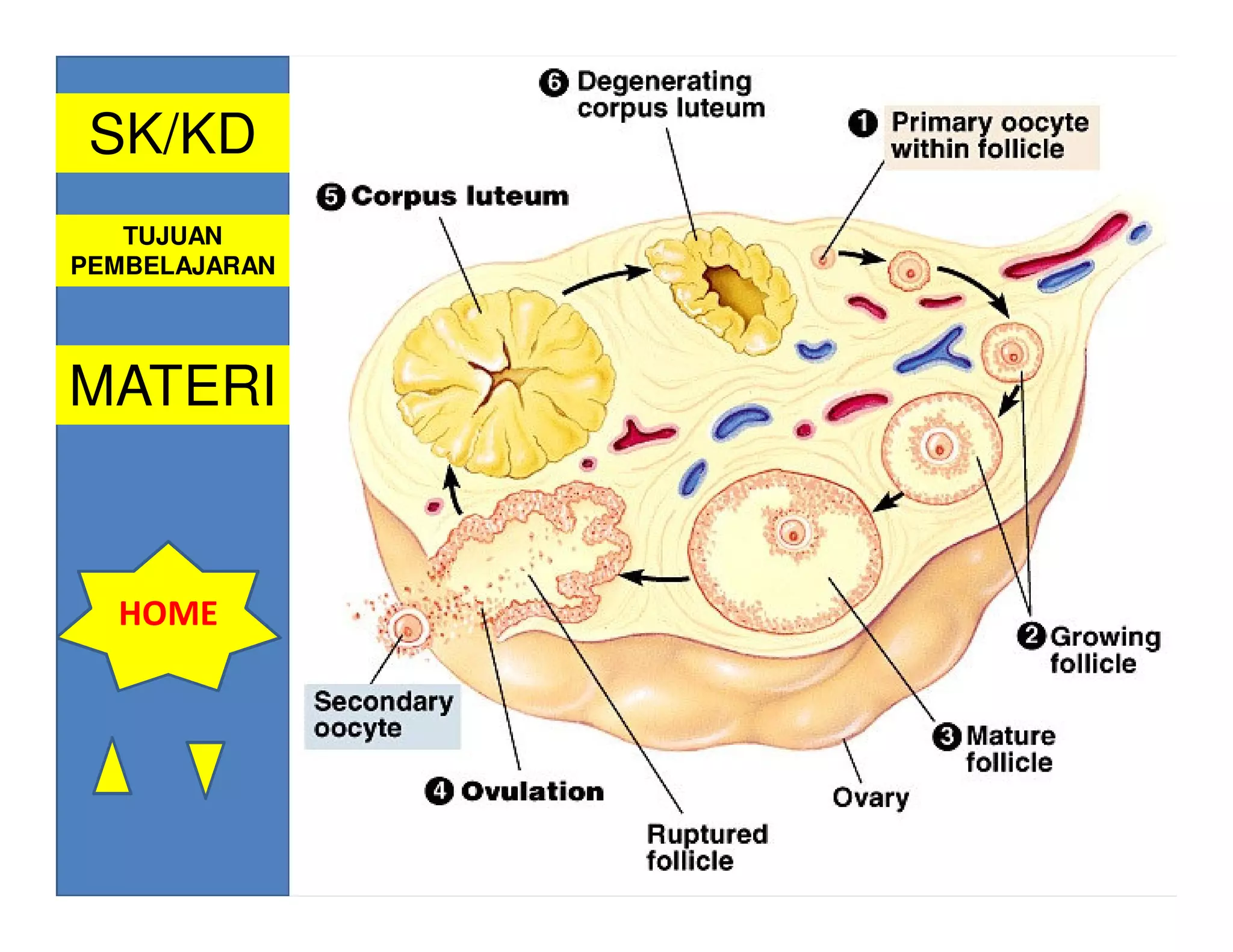SK/KD         A. WANITA
   TUJUAN
                  OVARIUM : Menghasilkan OVUM dan
PEMBELAJARAN             Estrogem, progesteron

MATERI         ESTROGEN :
                 Pematangan sel kelamin
                 Pertumbuhan alat kelamin
                 Menumbuhkan tanda-tanda sex sekunder
  HOME
               PROGESTERON (dihasilkan oleh corpus
                 luteum)
                 Mempengaruhi kontraksi otot rahim
                 Mempersiapkan dinding uterus untuk
                 nidasi
 