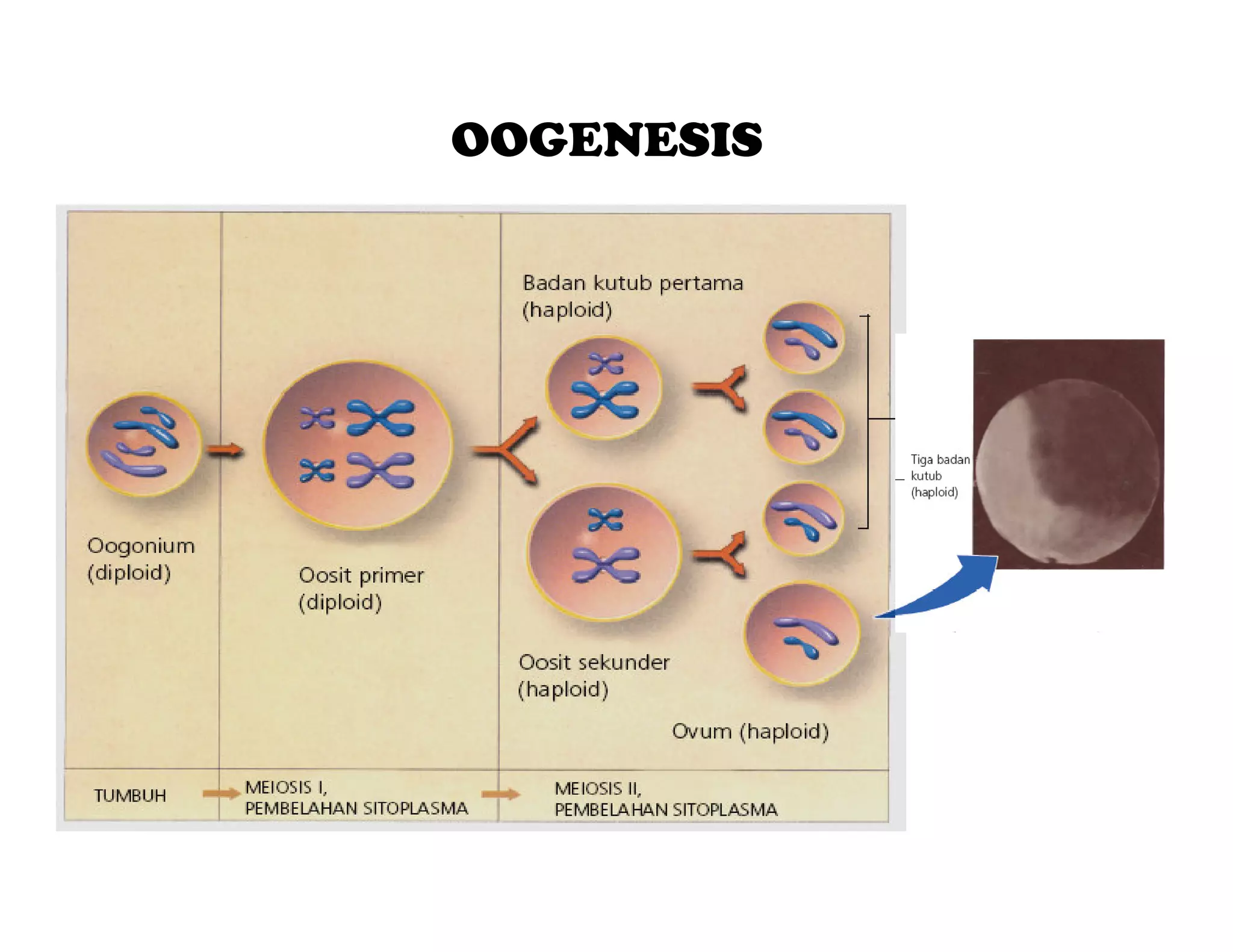 OOGENESIS




MATERI


 HOME
 