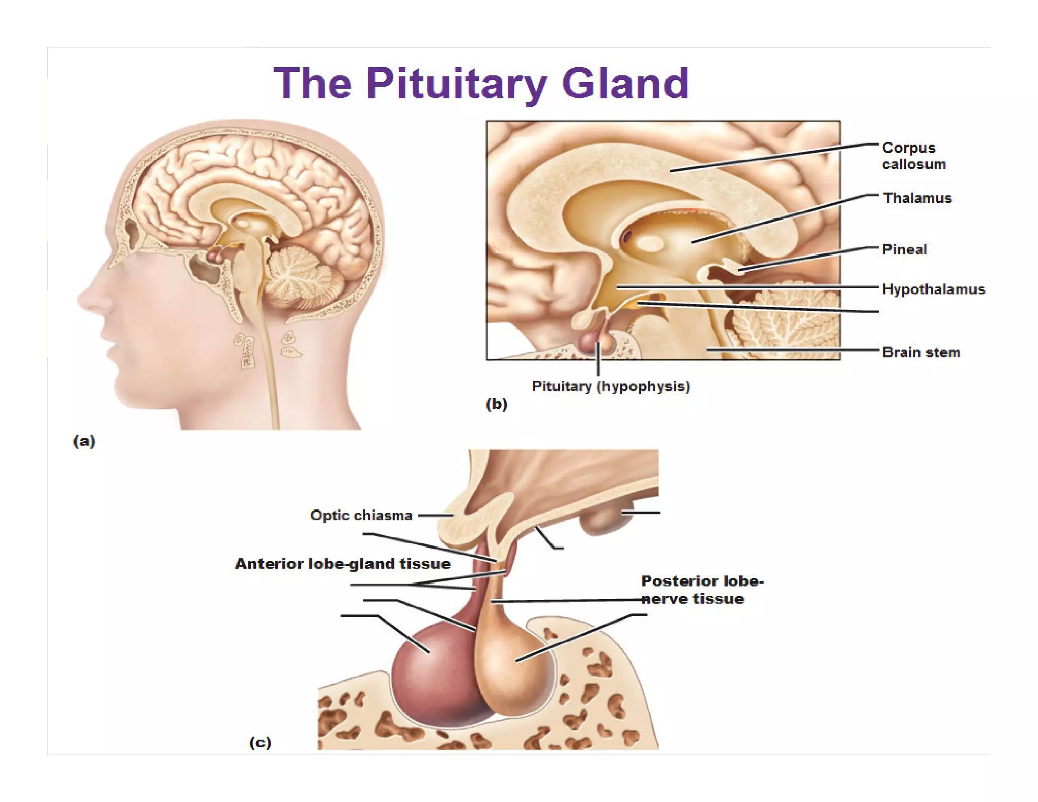 SK/KD
   TUJUAN
PEMBELAJARAN




MATERI


  HOME
 
