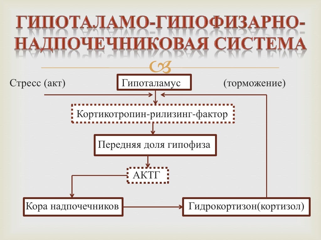 рилизинг фактор который тормозит секрецию актг. механизм регуляции кортизола. схема регуляции гипоталамо-гипофизарной системы. гипоталамо гипофиз система. система гипоталамус гипофиз кора надпочечников физиология.