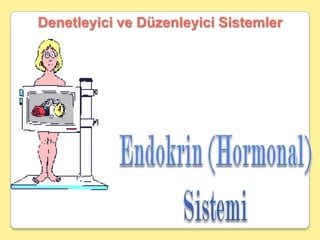 Denetleyici ve Düzenleyici Sistemler Endokrin (Hormonal) Sistemi 