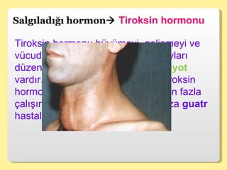 Salgıladığı hormon    Tiroksin hormonu Tiroksin hormonu büyümeyi, gelişmeyi ve vücudumuzdaki diğer kimyasal olayları düzenler. Bu hormonun yapısında  iyot  vardır. İyot eksikliğinde tiroit bezi tiroksin hormonu salgılamak için gereğinden fazla çalışır ve büyür. Bu durum karşımıza  guatr  hastalığı olarak çıkar.  