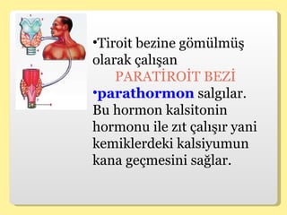 Tiroit bezine gömülmüş olarak çalışan  PARATİROİT BEZİ  parathormon  salgılar. Bu hormon kalsitonin hormonu ile zıt çalışır yani kemiklerdeki kalsiyumun kana geçmesini sağlar. 