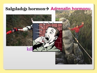 Salgıladığı hormon    Adrenalin hormonu Korku, heyecan ve öfke durumlarında salgılanarak metabolizmayı, kalp atışı ve solunum hızını artırır. Ayrıca göz bebeği büyür, kan şekeri artar ve derideki kılcal damarlar büzülür ve kıllar diken diken olur. 