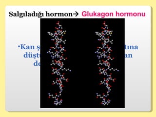 Salgıladığı hormon    Glukagon hormonu Kan şekeri normal değerin altına düştüğünde insülin tarafından depo edilen şekerin kana verilmesini sağlar. 