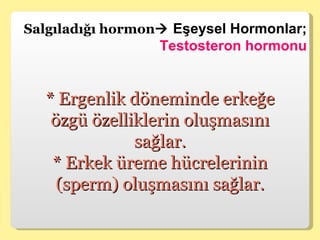 Salgıladığı hormon   Eşeysel Hormonlar;  Testosteron hormonu * Ergenlik döneminde erkeğe özgü özelliklerin oluşmasını sağlar. * Erkek üreme hücrelerinin (sperm) oluşmasını sağlar. 