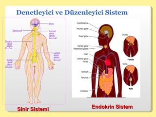 Denetleyici ve Düzenleyici Sistem Sinir Sistemi Endokrin Sistem 