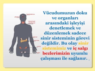Vücudumuzun doku ve organları arasındaki işleyişi denetlemek ve düzenlemek sadece sinir sisteminin görevi değildir. Bu olay  sinir sistemimiz  ve  iç salgı bezlerimizin  uyumlu çalışması ile sağlanır.  