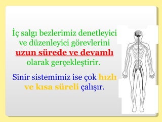 İç salgı bezlerimiz denetleyici ve düzenleyici görevlerini  uzun sürede ve devamlı  olarak gerçekleştirir.  Sinir sistemimiz ise çok  hızlı ve kısa süreli  çalışır. 