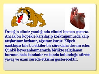 Örneğin elimiz yandığında elimizi hemen çekeriz. Ancak bir köpekle karşılaşıp korktuğumuzda kalp atışlarımız hızlanır, ağzımız kurur. Köpek uzaklaşsa bile bu etkiler bir süre daha devam eder. Çünkü heyecanlanmamızla birlikte salgılanan hormon hala kandadır ve kanda bulunduğu sürece yavaş ve uzun sürede etkisini gösterecektir.  