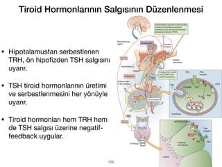 Tiroid Hormonlarının Salgısının Düzenlenmesi
• Hipotalamustan serbestlenen
TRH, ön hipo
fi
zden TSH salgısını
uyarır.
• TSH tiroid hormonlarının üretimi
ve serbestlenmesini her yönüyle
uyarır.
• Tiroid hormonları hem TRH hem
de TSH salgısı üzerine negatif-
feedback uygular.
105
 