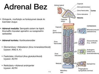 Adrenal Bez
• Ontojenik, morfolojik ve fonksiyonel olarak iki
kısımdan oluşur.
• Adrenal medulla: Sempatik sistem ile ilişkili.
Kroma
ffi
n hücreleri epinefrin ve norepinefrin
serbestler.
• Adrenal korteks: Kortikosteroidler
• Glomerüloza→Aldosteron (Ana mineralokortikoid)
Uyaran: ANG II, K+
• Fasikülata→Kortizol (Ana glukokortikoid)
Uyaran: ACTH
• Retikülaris→Adrenal androjenler
Uyaran: ACTH
112
 