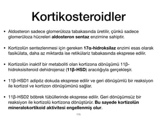 Kortikosteroidler
• Aldosteron sadece glomerüloza tabakasında üretilir, çünkü sadece
glomerüloza hücreleri aldosteron sentaz enzimine sahiptir.
• Kortizolün sentezlenmesi için gereken 17α-hidroksilaz enzimi esas olarak
fasikülata, daha az miktarda ise retikülariz tabakasında eksprese edilir.
• Kortizolün inaktif bir metaboliti olan kortizona dönüşümü 11β-
hidroksisiteroid dehidrojenaz (11β-HSD) aracılığıyla gerçekleşir.
• 11β-HSD1 adipöz dokuda eksprese edilir ve geri dönüşümlü bir reaksiyon
ile kortizol ve kortizon dönüşümünü sağlar.
• 11β-HSD2 böbrek tübüllerinde eksprese edilir. Geri dönüşümsüz bir
reaksiyon ile kortizolü kortizona dönüştürür. Bu sayede kortizolün
mineralokortikoid aktivitesi engellenmiş olur.
115
 