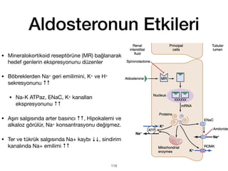 Aldosteronun Etkileri
• Mineralokortikoid reseptörüne (MR) bağlanarak
hedef genlerin ekspresyonunu düzenler
• Böbreklerden Na+ geri emilimini, K+ ve H+
sekresyonunu ↑↑
• Na-K ATPaz, ENaC, K+ kanalları
ekspresyonunu ↑↑
• Aşırı salgısında arter basıncı ↑↑, Hipokalemi ve
alkaloz görülür, Na+ konsantrasyonu değişmez.
• Ter ve tükrük salgısında Na+ kaybı ↓↓, sindirim
kanalında Na+ emilimi ↑↑
118
 
