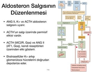 119
Aldosteron Salgısının
Düzenlenmesi
• ANG II, K+ ve ACTH aldosteron
salgısını uyarır.
• ACTH’un salgı üzerinde permisif
etkisi vardır.
• ACTH (MC2R, Gαs) ve ANG II
(AT1, Gαq), kendi reseptörleri
üzerinden etki gösterir.
• Ekstrasellüler K+ artışı
glomerüloza hücrelerini doğrudan
depolarize eder.
 