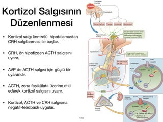 Kortizol Salgısının
Düzenlenmesi
126
• Kortizol salgı kontrolü, hipotalamustan
CRH salgılanması ile başlar.
• CRH, ön hipo
fi
zden ACTH salgısını
uyarır.
• AVP de ACTH salgısı için güçlü bir
uyarandır.
• ACTH, zona fasikülata üzerine etki
ederek kortizol salgısını uyarır.
• Kortizol, ACTH ve CRH salgısına
negatif-feedback uygular.
 