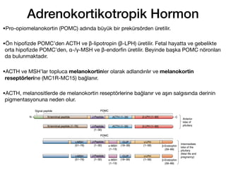 Adrenokortikotropik Hormon
127
•Pro-opiomelanokortin (POMC) adında büyük bir prekürsörden üretilir.
•Ön hipo
fi
zde POMC’den ACTH ve β-lipotropin (β-LPH) üretilir. Fetal hayatta ve gebelikte
orta hipo
fi
zde POMC’den, α-/γ-MSH ve β-endor
fi
n üretilir. Beyinde başka POMC nöronları
da bulunmaktadır.
•ACTH ve MSH’lar topluca melanokortinler olarak adlandırılır ve melanokortin
reseptörlerine (MC1R-MC15) bağlanır.
•ACTH, melanositlerde de melanokortin reseptörlerine bağlanır ve aşırı salgısında derinin
pigmentasyonuna neden olur.
 