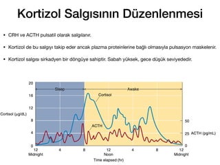 Kortizol Salgısının Düzenlenmesi
128
• CRH ve ACTH pulsatil olarak salgılanır.
• Kortizol de bu salgıyı takip eder ancak plazma proteinlerine bağlı olmasıyla pulsasyon maskelenir.
• Kortizol salgısı sirkadyen bir döngüye sahiptir. Sabah yüksek, gece düşük seviyededir.
 