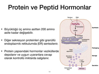 Protein ve Peptid Hormonlar
• Büyüklüğü üç amino asitten 200 amino
asite kadar değişebilir.
• Diğer sekresyon proteinleri gibi granüllü
endoplazmik retikulumda (ER) sentezlenir.
• Protein yapısındaki hormonlar veziküllerde
depolanır ve uygun uyaranlara cevap
olarak kontrollü miktarda salgılanır.
14
 