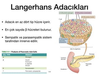 Langerhans Adacıkları
• Adacık en az dört tip hücre içerir.
• En çok sayıda β hücreleri bulunur.
• Sempatik ve parasempatik sistem
tarafından innerve edilir.
144
 