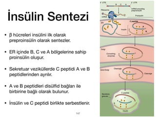İnsülin Sentezi
• β hücreleri insülini ilk olarak
preproinsülin olarak sentezler.
• ER içinde B, C ve A bölgelerine sahip
proinsülin oluşur.
• Sekretuar veziküllerde C peptidi A ve B
peptidlerinden ayrılır.
• A ve B peptidleri disül
fi
d bağları ile
birbirine bağlı olarak bulunur.
• İnsülin ve C peptidi birlikte serbestlenir.
147
 