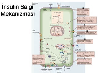 İnsülin Salgı
Mekanizması
152
 