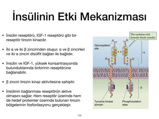 İnsülinin Etki Mekanizması
• İnsülin reseptörü, IGF-1 reseptörü gibi bir
reseptör tirozin kinazdır.
• İki α ve iki β zincirinden oluşur. α ve β zincirleri
ve iki α zinciri disül
fi
t bağları ile bağlıdır.
• İnsülin ve IGF-1, yüksek konsantrasyonda
bulunduklarında birbirinin reseptörüne
bağlanabilir.
• β zinciri tirozin kinaz aktivitesine sahiptir.
• İnsülinin bağlanması reseptörün aktive
olmasını sağlar. Hem reseptör üzerinde hem
de hedef proteinler üzerinde bulunan tirozin
bölgelerinin fosforilasyonu gerçekleşir.
155
 